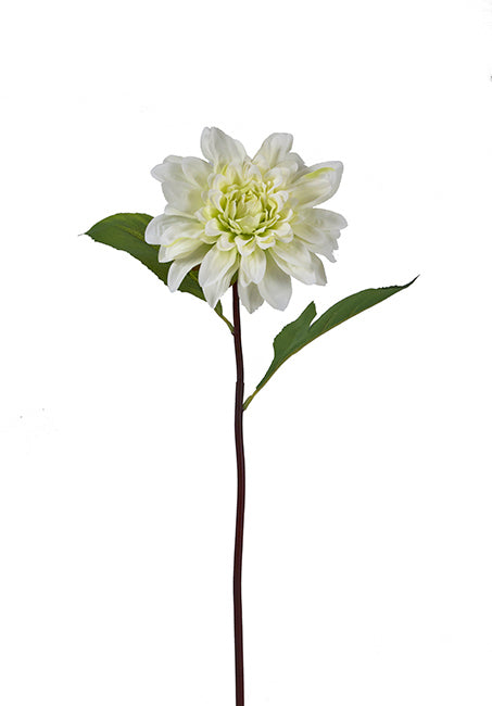 "Formal" Ντάλια κρεμ/πράσινο