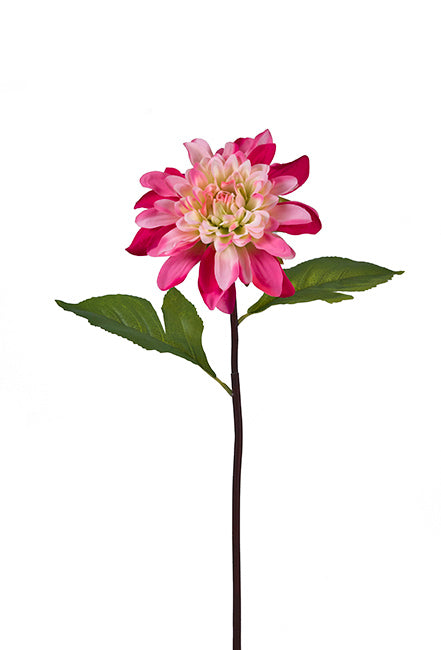 "Formal" Ντάλια φούξια/κρεμ