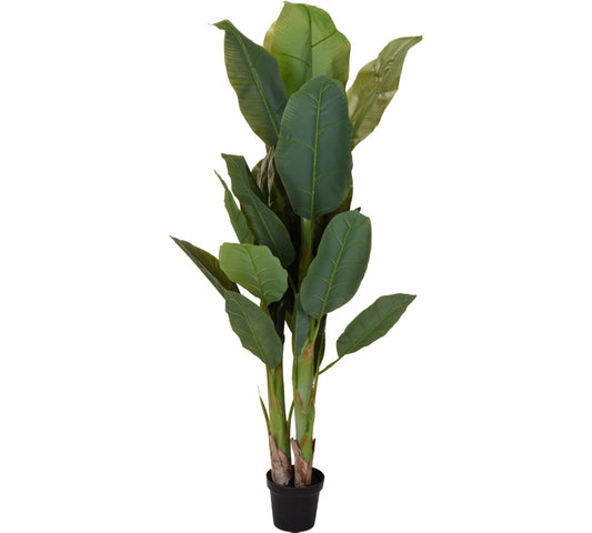 Banana tree 3 κορμοί με 29 φύλλα 165cm