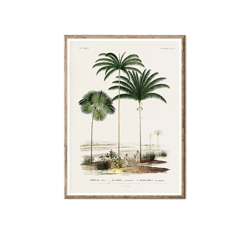 Πίνακας γκραβούρα φοίνικες, 50x70cm