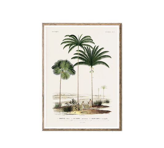 Πίνακας γκραβούρα φοίνικες, 50x70cm