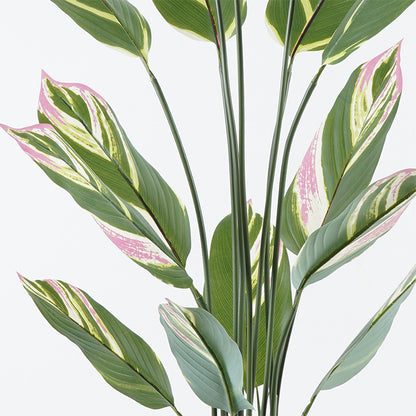 Διακοσμητικό φυτό σε γλάστρα Aglaonema Inart πράσινο Φ80x150εκ